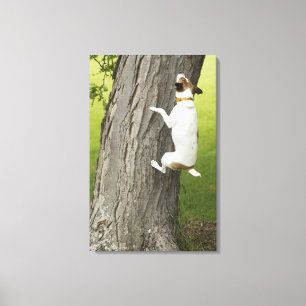 Toile Jardins botaniques, Sydney, Nouvelle-Galles du Sud