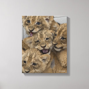 Toile Jeu de CUB de guépard