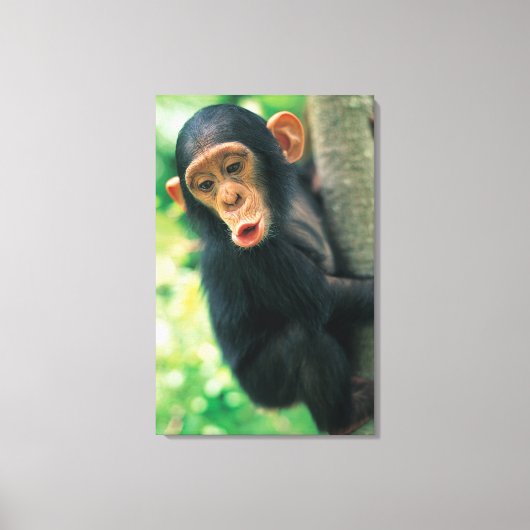 Toile Jeune chimpanzé (poitrine troglodytique) (Recto)