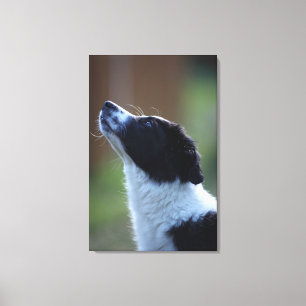 Toile jeune chiot border collie
