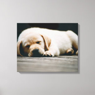 Toile Jeune Chiot Jaune Labrador Dort Soundly