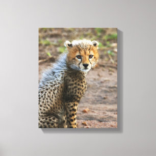Toile Jeune guépard Acinonyx Jubatus)