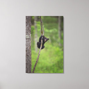 Toile Jeune ours noir jouant, Tennessee