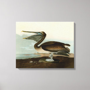 Toile John James Audubon Peinture Pélicane Brown