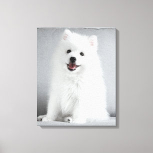 Toile Joli chiot Spitz japonais duveteux