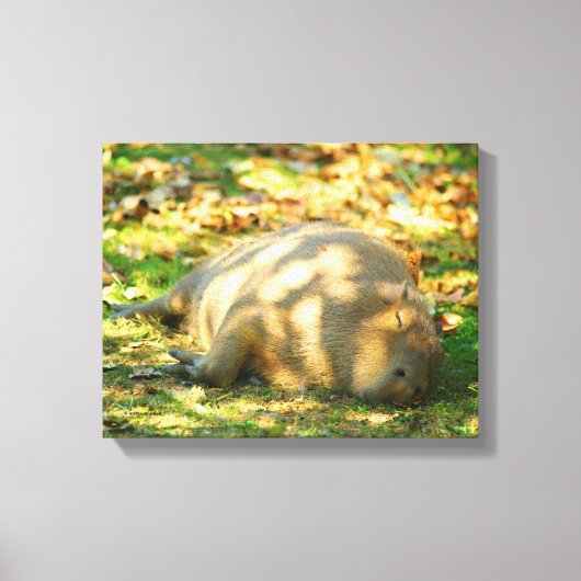 Toile Jolie Capybara rêve dans le soleil d'été (Recto)