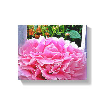 Jolie fleur de pivoine rose rustique