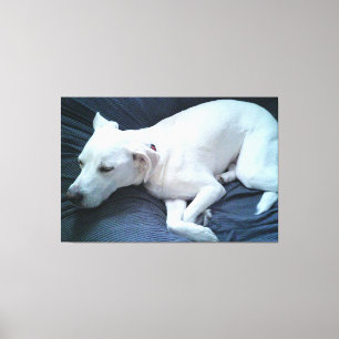 Toile Jolie photo de beau chien blanc endormi