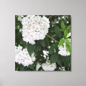 Toile Jolies fleurs blanches de laurier de montagne (Recto)