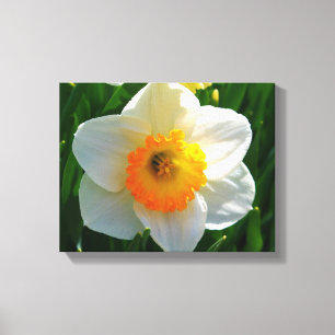 Toile Jonquille au jardin de Littlefield dans Orono,