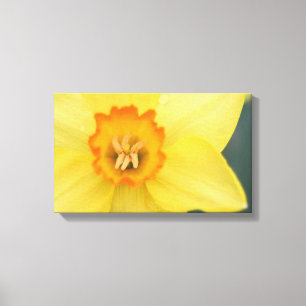 Toile jonquille jaune Imprimer