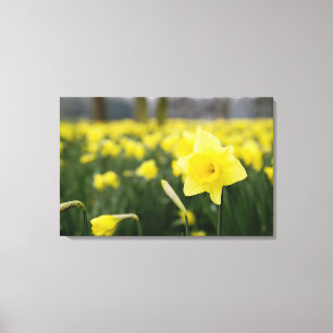 Toile Jonquilles (RF)