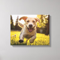 Joyeux Labrador Puppy Running