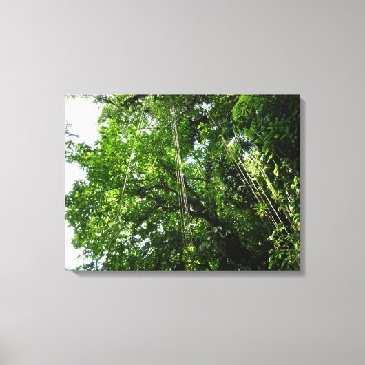 Toile Jungle Ropes Rainforest Photographie (Recto)