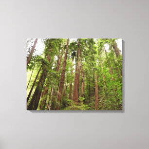 Toile Jusqu'à Redwoods I au monument national de Muir Wo