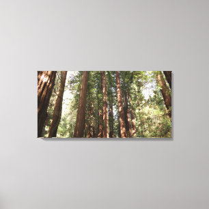 Toile Jusqu'aux séquoias II à Muir Woods National Monume