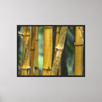 Kauai Bamboo (photographie par moi)