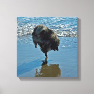 Toile Keeshond Ballet Photographie - Joli chien d'origin