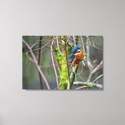 Toile Kingfisher (Recto)