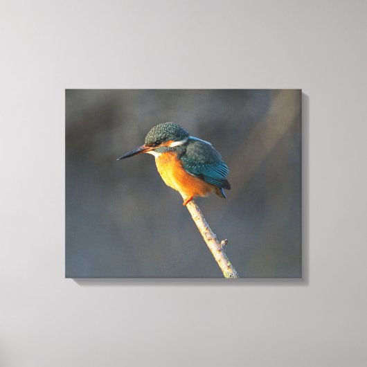 Toile Kingfisher (Recto)