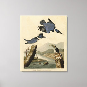 Toile Kingfisher Belted des oiseaux d'Amérique d'Audubon