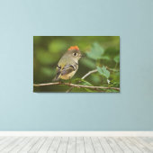 Toile Kinglet couronné de rubis masculin, Regulus calend (Insitu (Plancher de Bois))