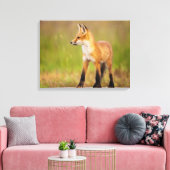 Toile Kit Red Fox (Insitu(Salon))