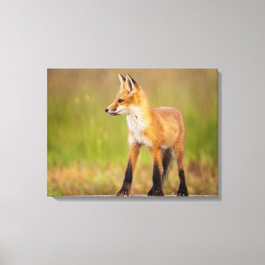 Toile Kit Red Fox (Recto)