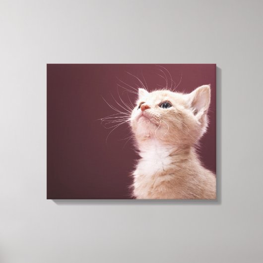 Toile Kitten avec Whiskers (Recto)