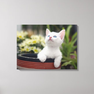 Toile Kitten blanc turc