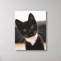 Kitten de Cute Black And White Tuxedo