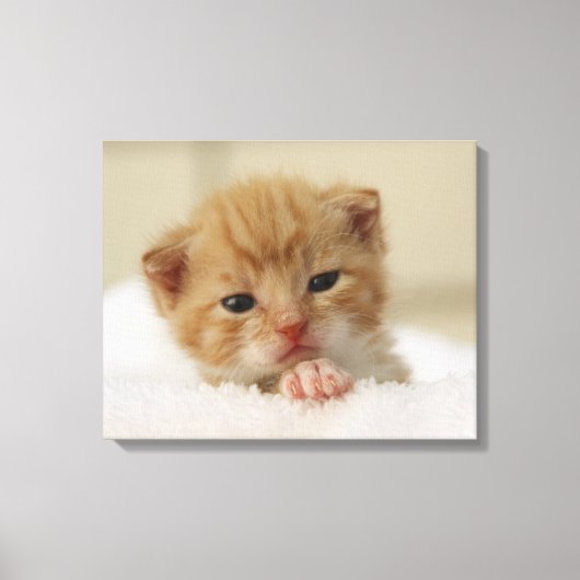 Toile Kitten de Tiny (Recto)