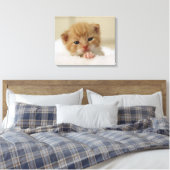 Toile Kitten de Tiny (Insitu(Chambre))