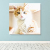 Toile Kitten orange et blanc (Insitu (Plancher de Bois))