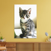 Toile Kitten Stare (Insitu(Salon))