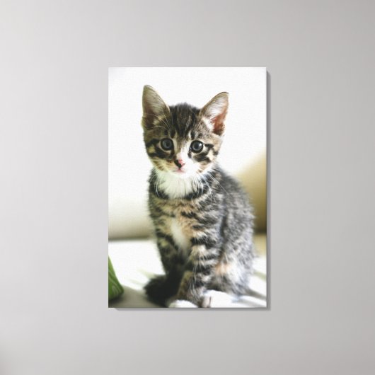Toile Kitten Stare (Recto)