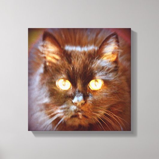 Toile kittycat noir (Recto)