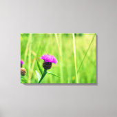 Toile Knapweed (Recto)