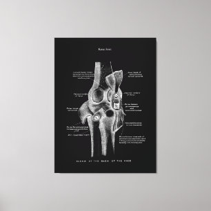 Toile Knee Joints Anatomy Art