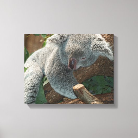 Toile Koala (Recto)