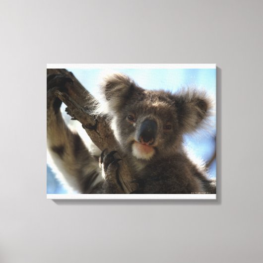 Toile koala (Recto)