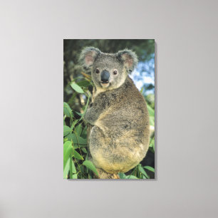 Toile Koala, Phascolarctos cinereus), en voie de dispari