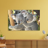 Toile Koala Phascolarctos cinereus Queensland. (Insitu(Salon))