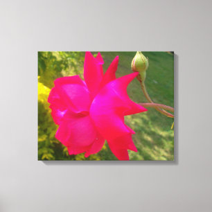 Toile La beauté se déplie : la rose rouge et son bourgeo