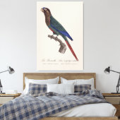 Toile La conure emmaillotée, Pyrrhura Picta (Insitu(Chambre))