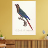 Toile La conure emmaillotée, Pyrrhura Picta (Insitu(Salon))