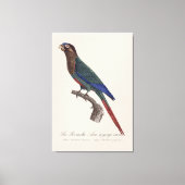 Toile La conure emmaillotée, Pyrrhura Picta (Recto)