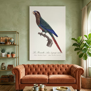 Toile La conure emmaillotée, Pyrrhura Picta