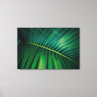 La Feuille verte Forêt tropicale Nature Photo