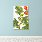 Toile La Fig Tree, plate 125 from 'A Curious Herbal', p (Insitu (Plancher de Bois))